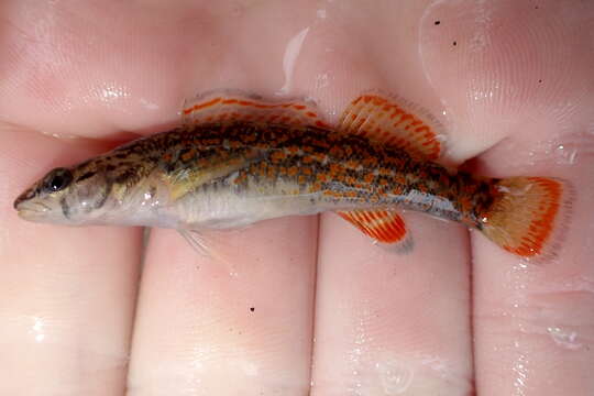 Image of Redspot Darter