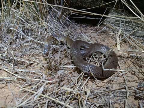 Image of Curl snake