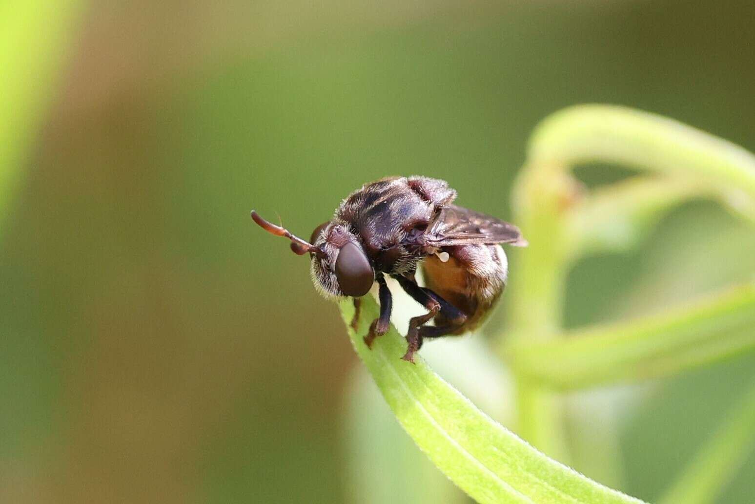 Imagem de Microdon globosus (Fabricius 1805)