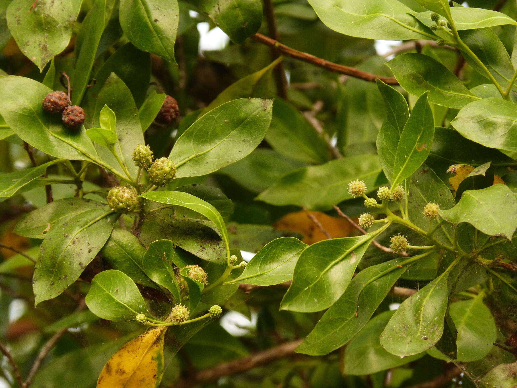 Image of mangrove