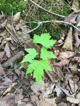 Image of Acer rubrum var. rubrum