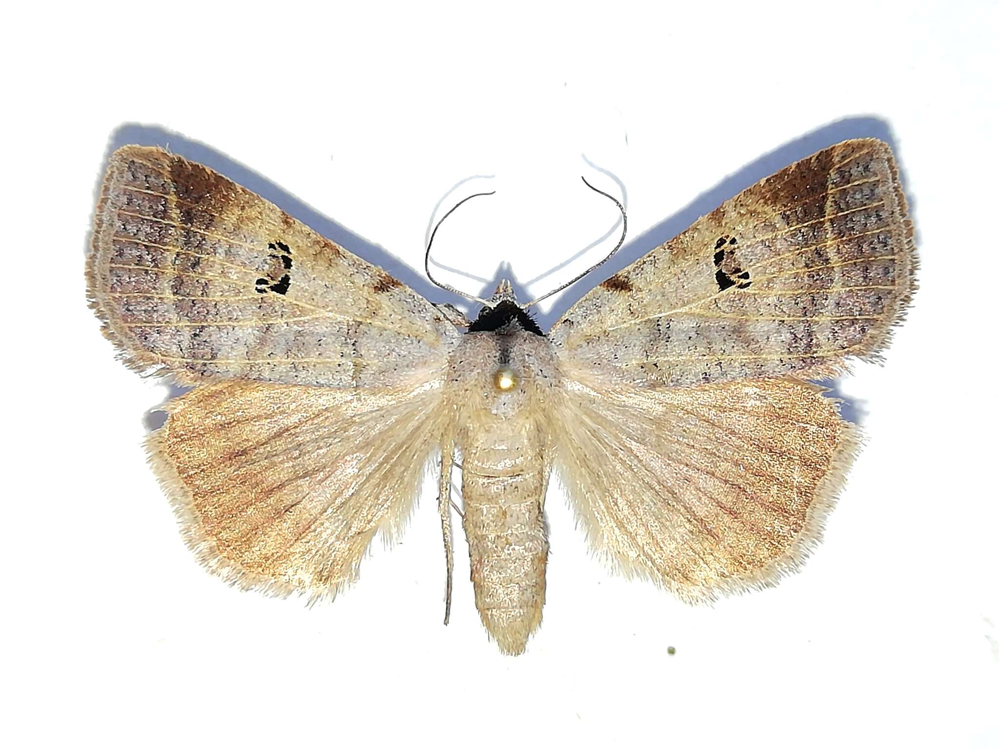 Image of <i>Lygephila viciae</i>
