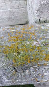 Image of orange wall lichen