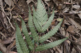 Image of Woodwardia japonica (L. fil.) Sm.