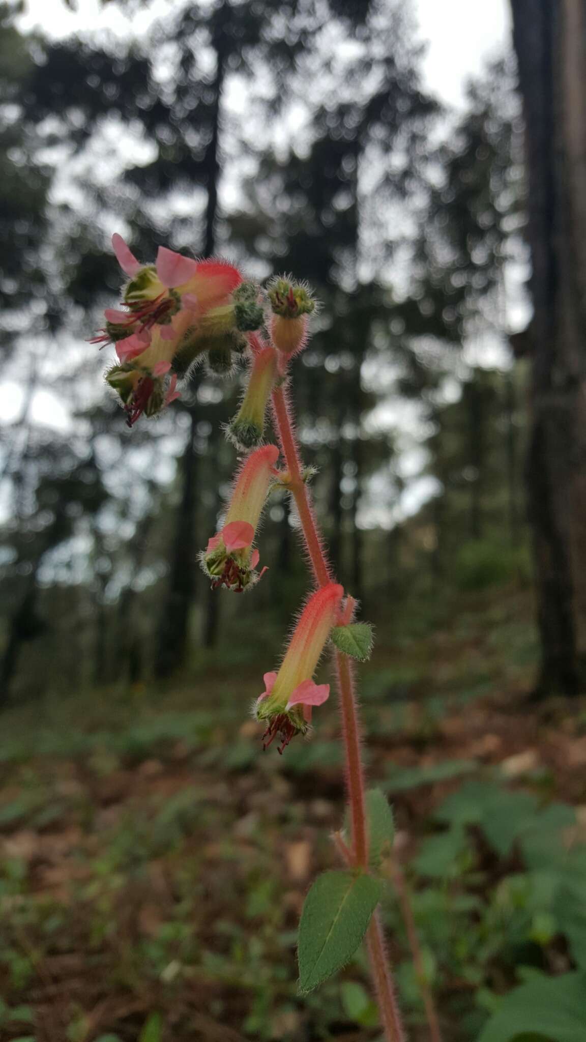 Imagem de Cuphea hookeriana Walp.