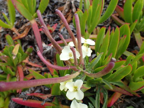 Image of Erysimum concinnum Eastw.