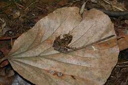 Image of East Betsileo Madagascar Frog