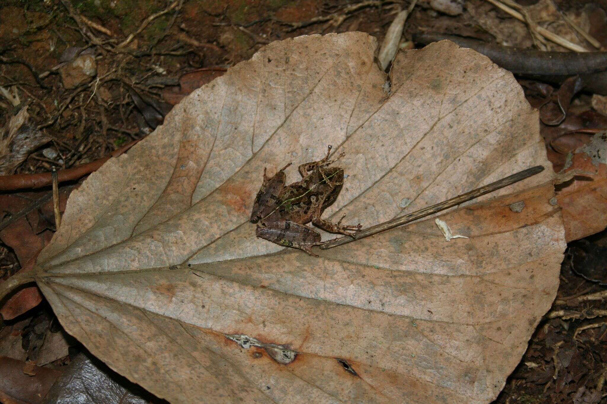 Image of East Betsileo Madagascar Frog