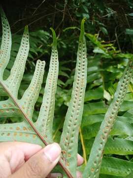 Aglaomorpha pleuridioides (Mett.) Hovenkamp & S. Linds.的圖片