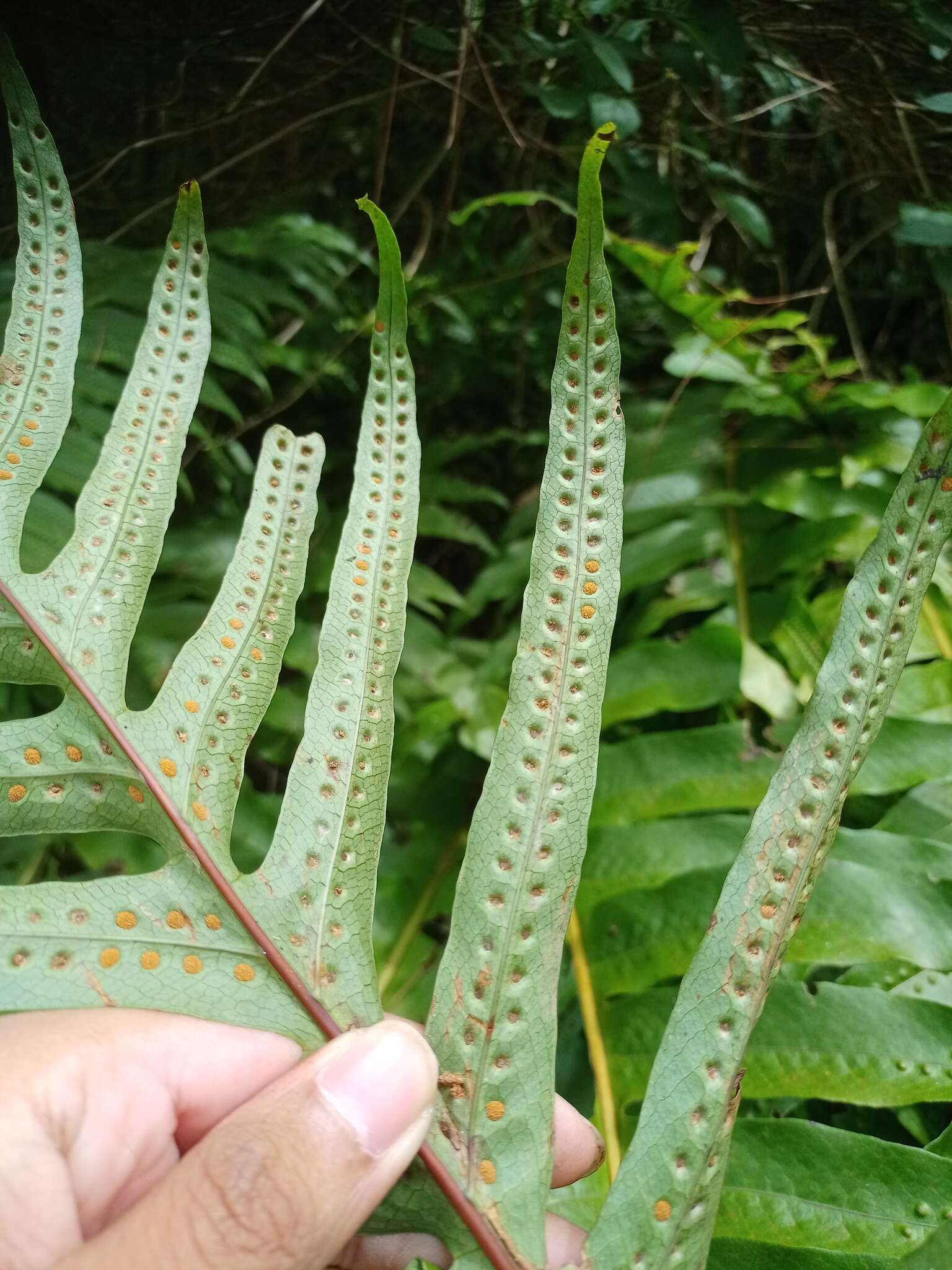 صورة Aglaomorpha pleuridioides (Mett.) Hovenkamp & S. Linds.