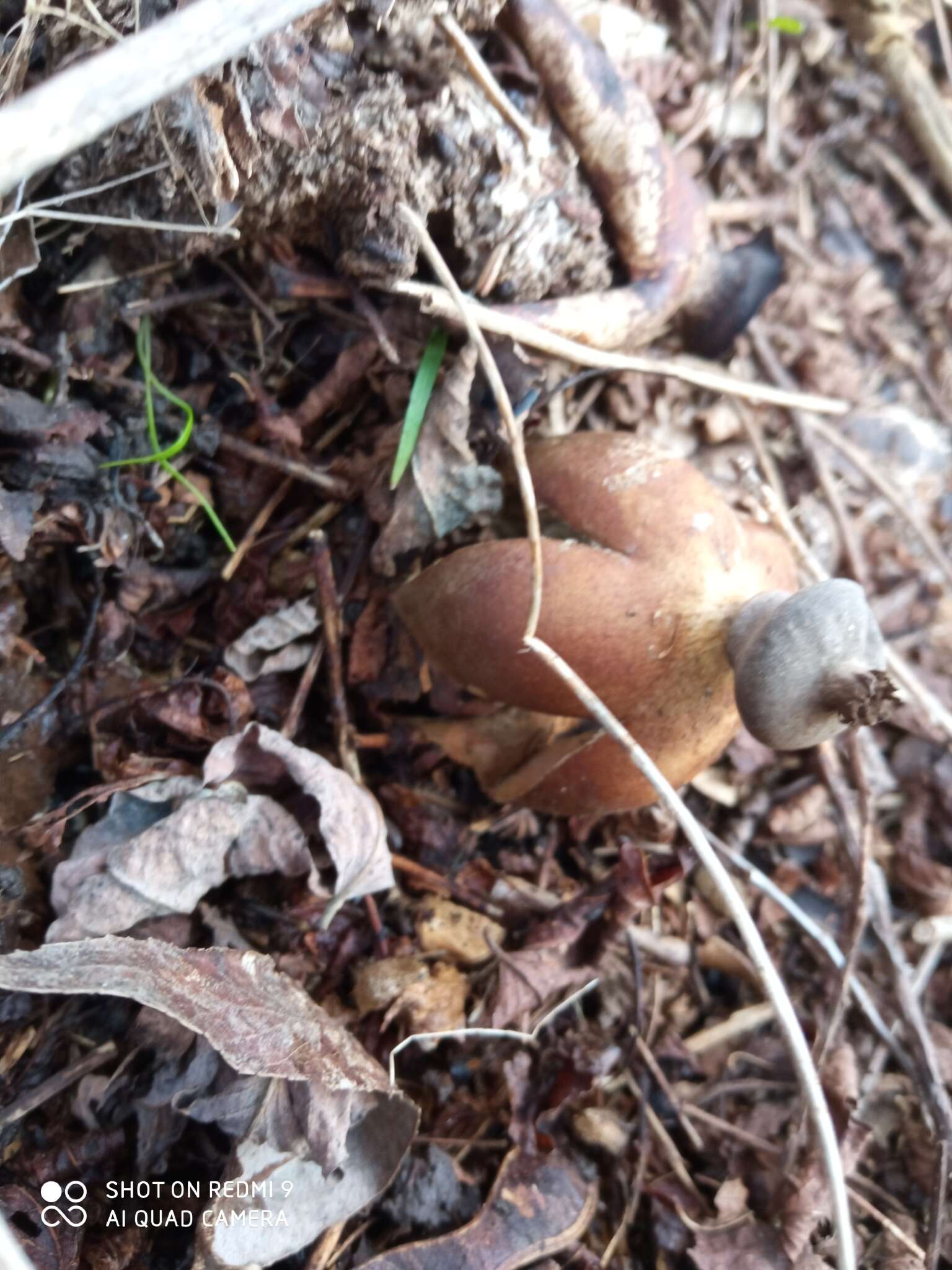 Imagem de Geastrum fornicatum (Huds.) Hook. 1821