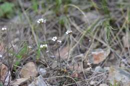 Imagem de Braya humilis (C. A. Mey.) B. L. Rob.