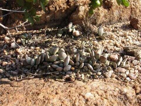 Image of Adromischus umbraticola C. A. Smith