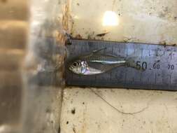 Image of Estuary glassfish