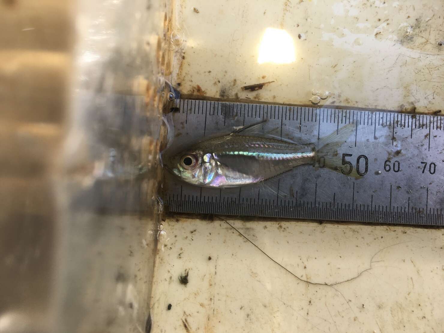 Image of Estuary glassfish