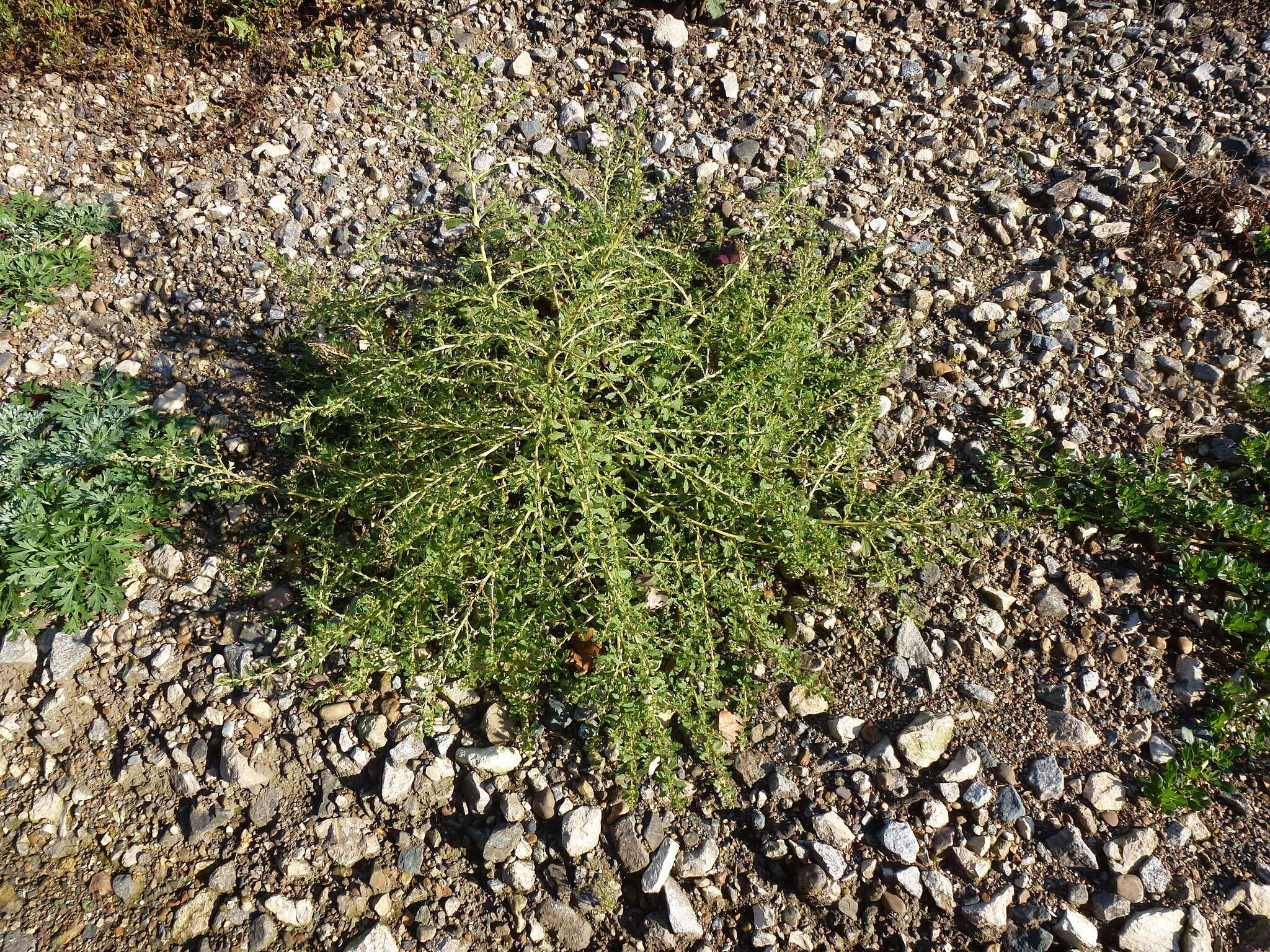 Image of white amaranth, white pigweed