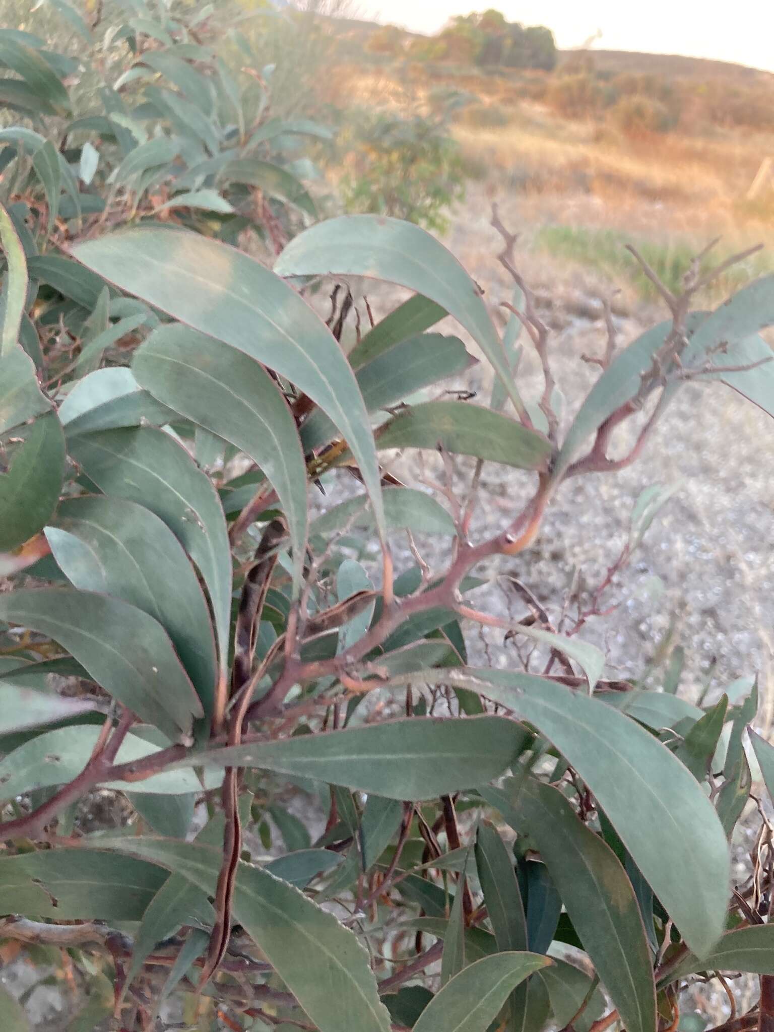 Слика од Acacia leiophylla Benth.