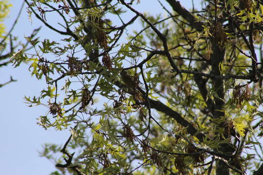 Image of Passer domesticus domesticus (Linnaeus 1758)