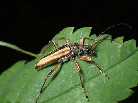 Image of Cortodera longicornis (Kirby 1837)