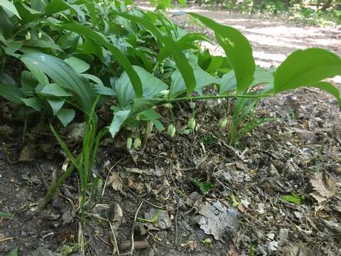 Image de Polygonatum latifolium (Jacq.) Desf.