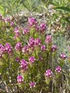 Image of mountain owl's-clover