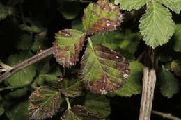 Image of Phragmidium bulbosum (Fr.) Schltdl. 1824