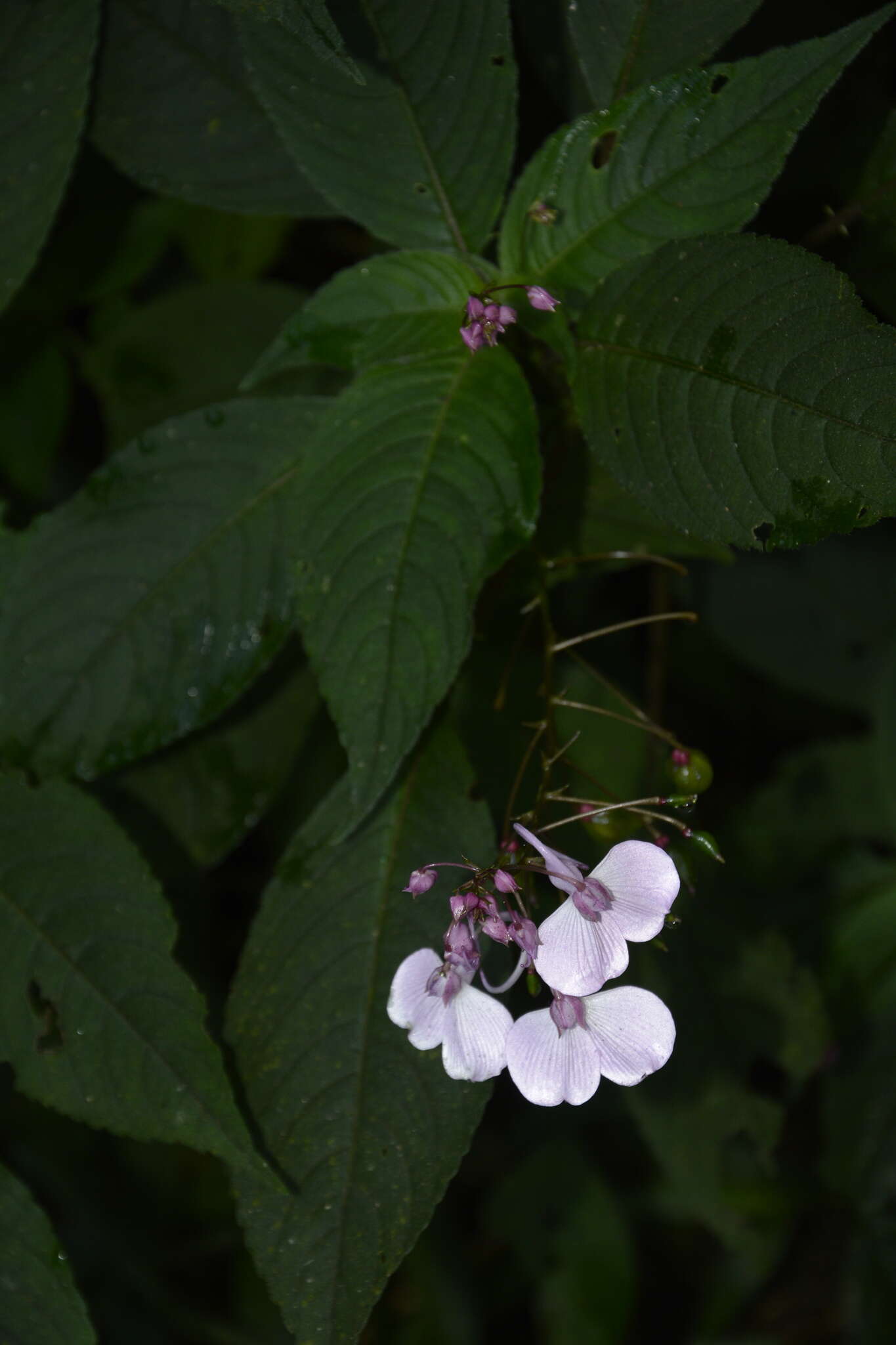 Image of Impatiens maculata Wight