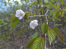 Image de Prunus sargentii Rehd.