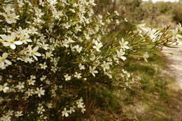 Image of Ricinocarpos pinifolius Desf.