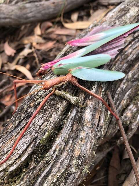 Image of Podacanthus