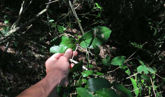 Image of Chionanthus foveolatus subsp. foveolatus