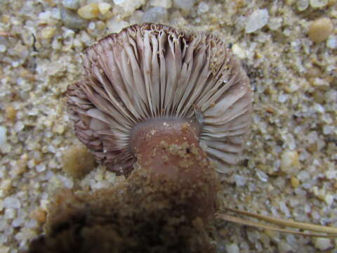 Image of Tricholoma albobrunneum (Pers.) P. Kumm. 1871