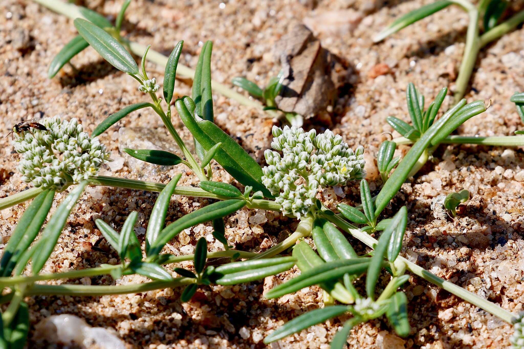 Image of Limeum argute-carinatum Wawra ex Wawra & Peyr.