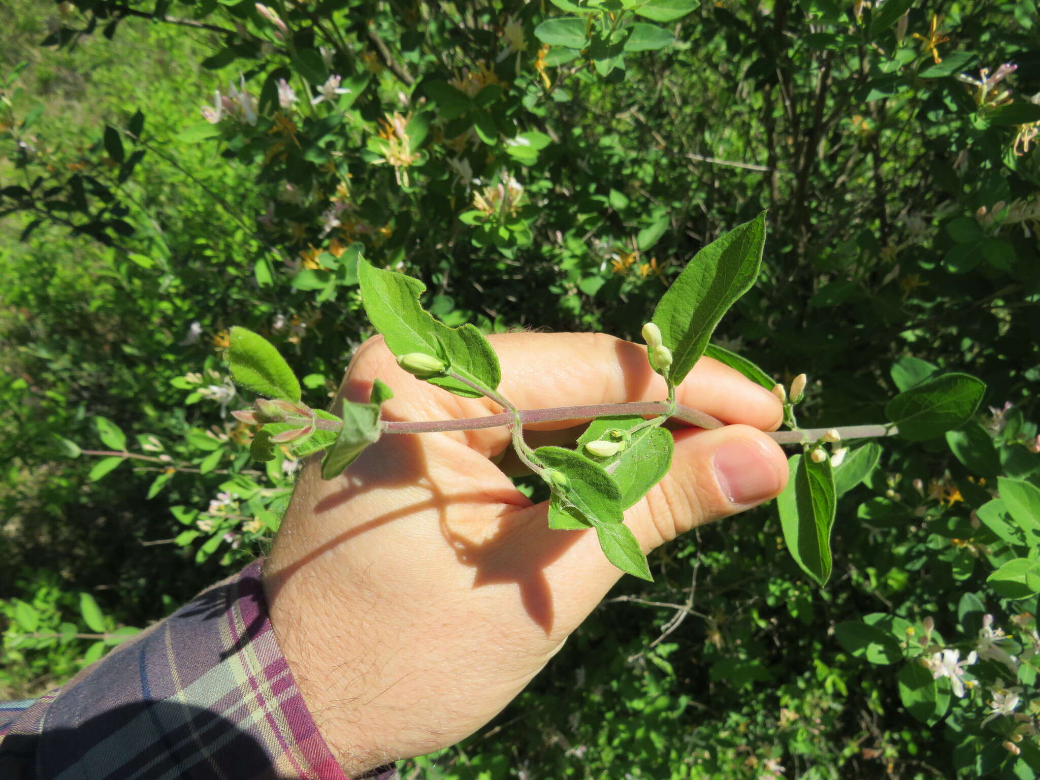 Image de Lonicera bella Zab.