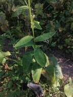 Image of Saussurea latifolia Ledeb.