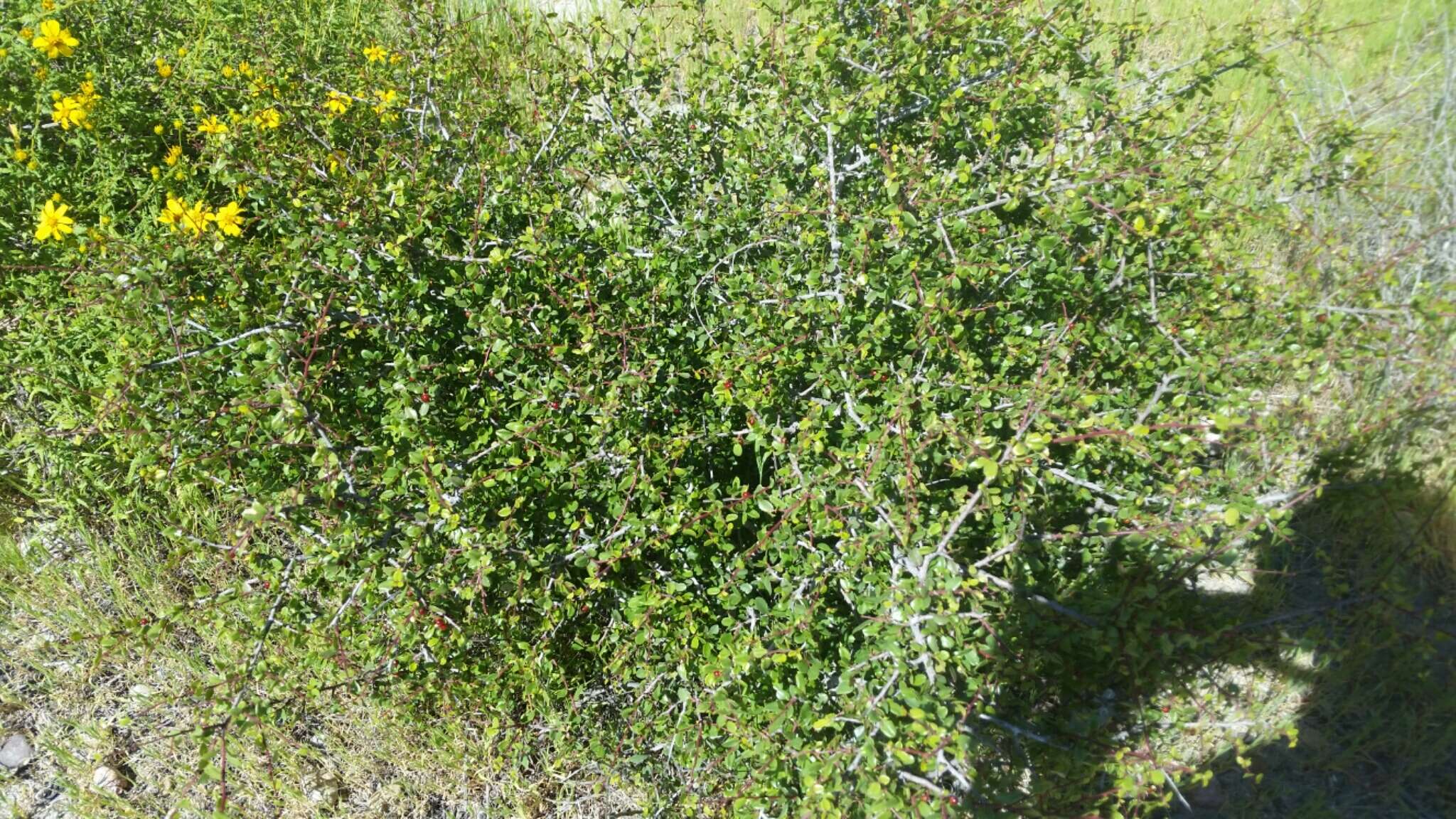 Imagem de Endotropis crocea subsp. crocea
