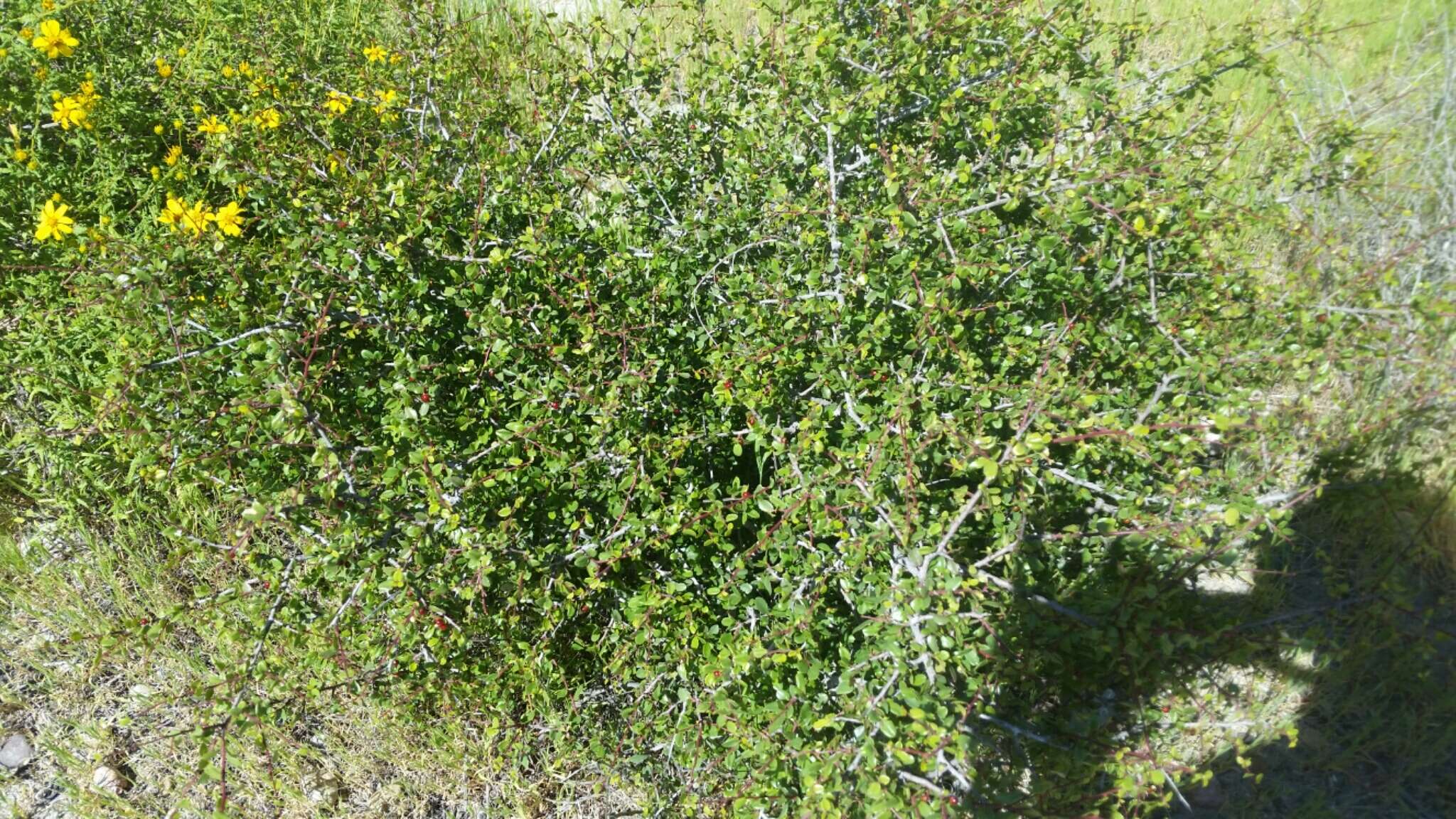 Image of redberry buckthorn