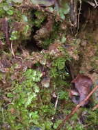 Image of Diplophyllum obtusifolium (Hook.) Dumort.