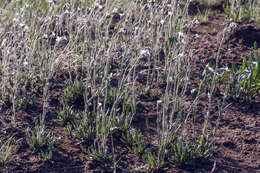 Image of arctic catchfly