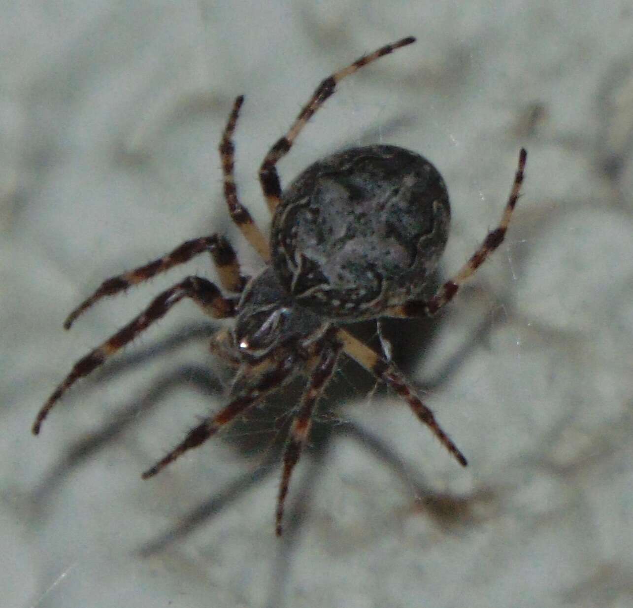 Image of Gray Cross Spider