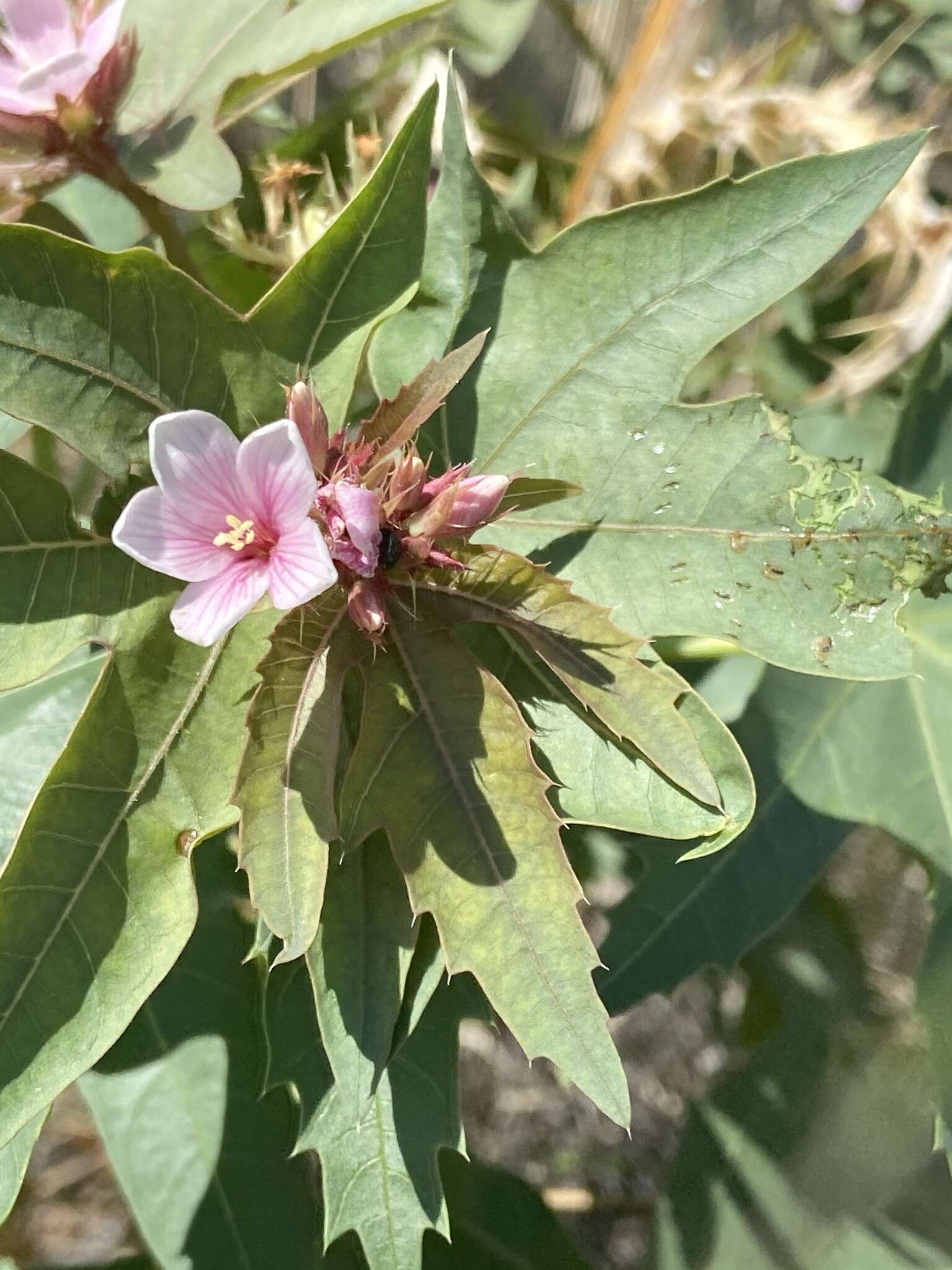 Слика од Jatropha macrorhiza Benth.