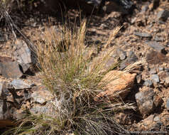 Image of Webber needlegrass