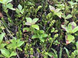 Image of Choriso Bog Orchid