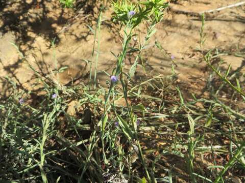 Image of Psoralea alata (Thunb.) T. M. Salter