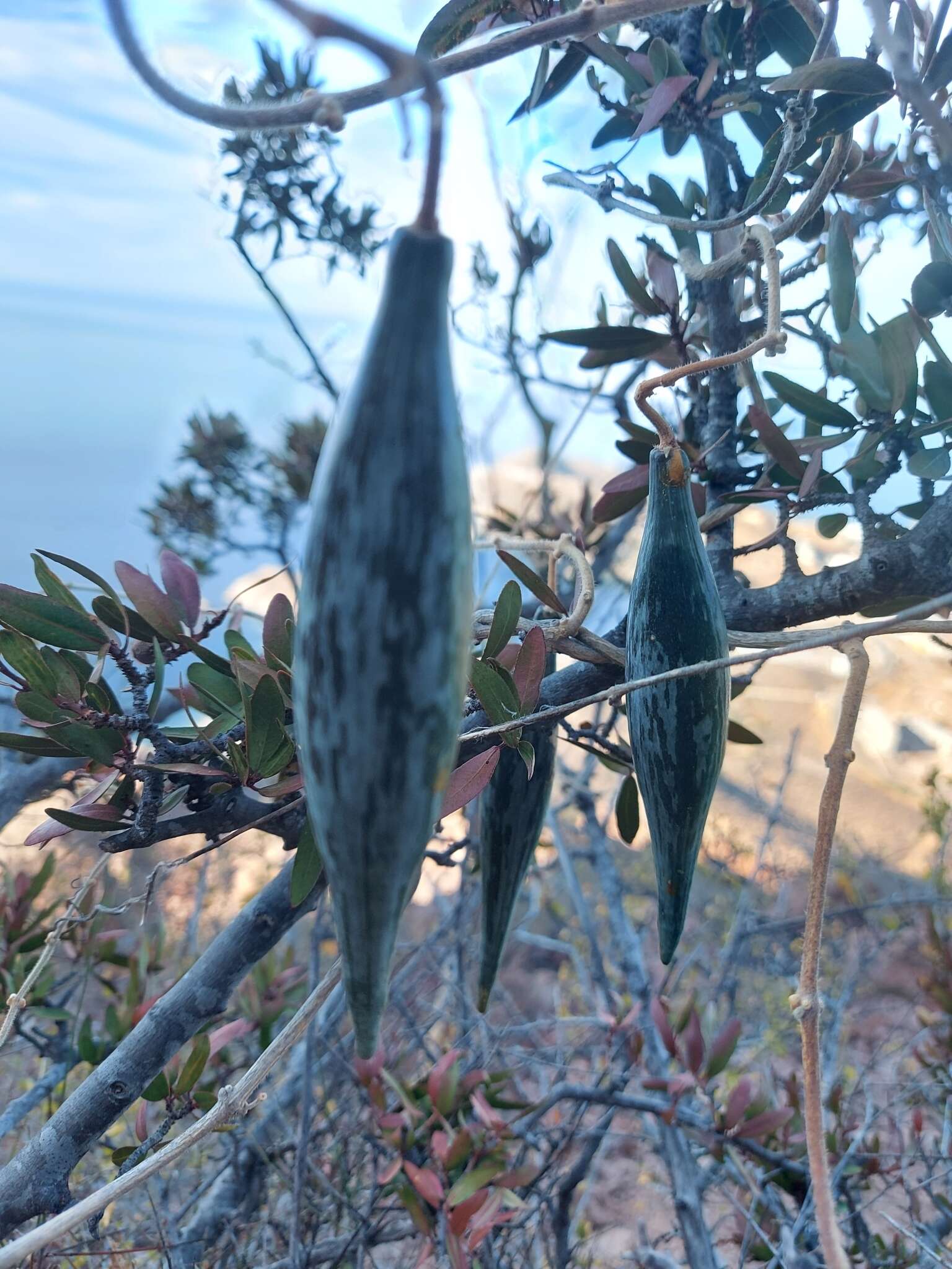 Image of Sonoran milkvine