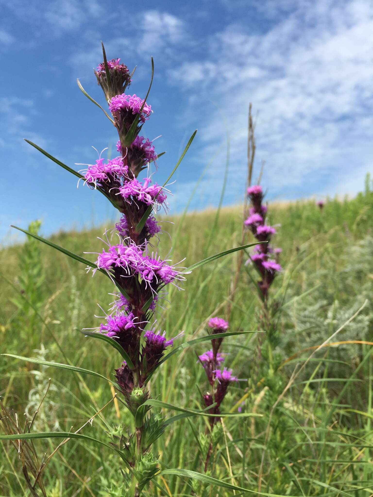 Image de Liatris squarrosa var. glabrata