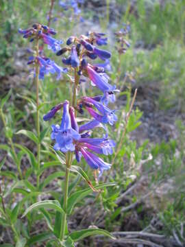 Image of Watson's penstemon