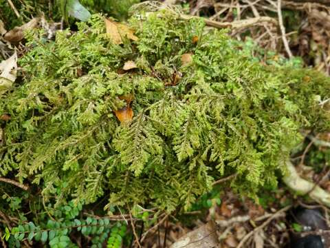 Image of Plagiochila stephensoniana Mitt.