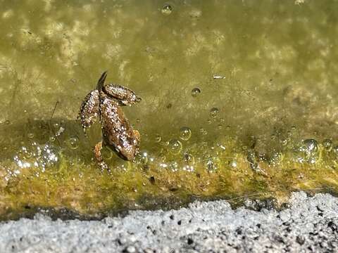 Image of Tyrrhenian Painted Frog