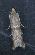 Image of Mediterranean Flour Moth